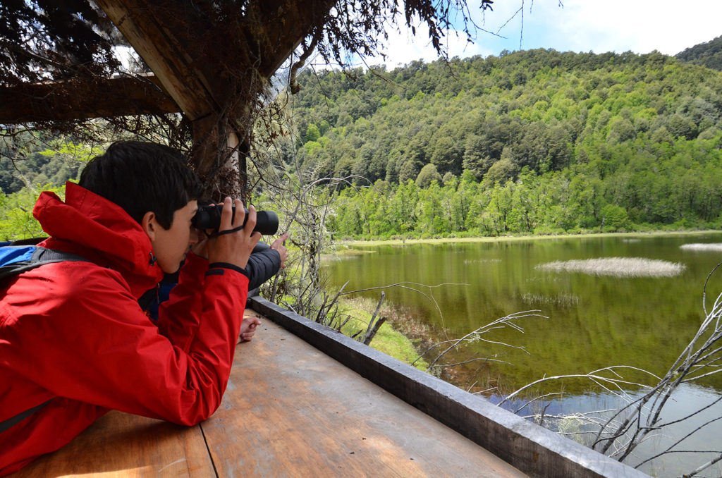 Field research in Huilo Huilo